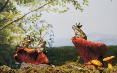 Frogs Are Disappearing. What Does That Mean?