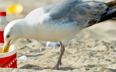 Seagulls: Birds of Consumption Made In Our Own Image